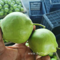 High Quality Fresh Pears